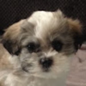 Meet your Posher, Nicolas